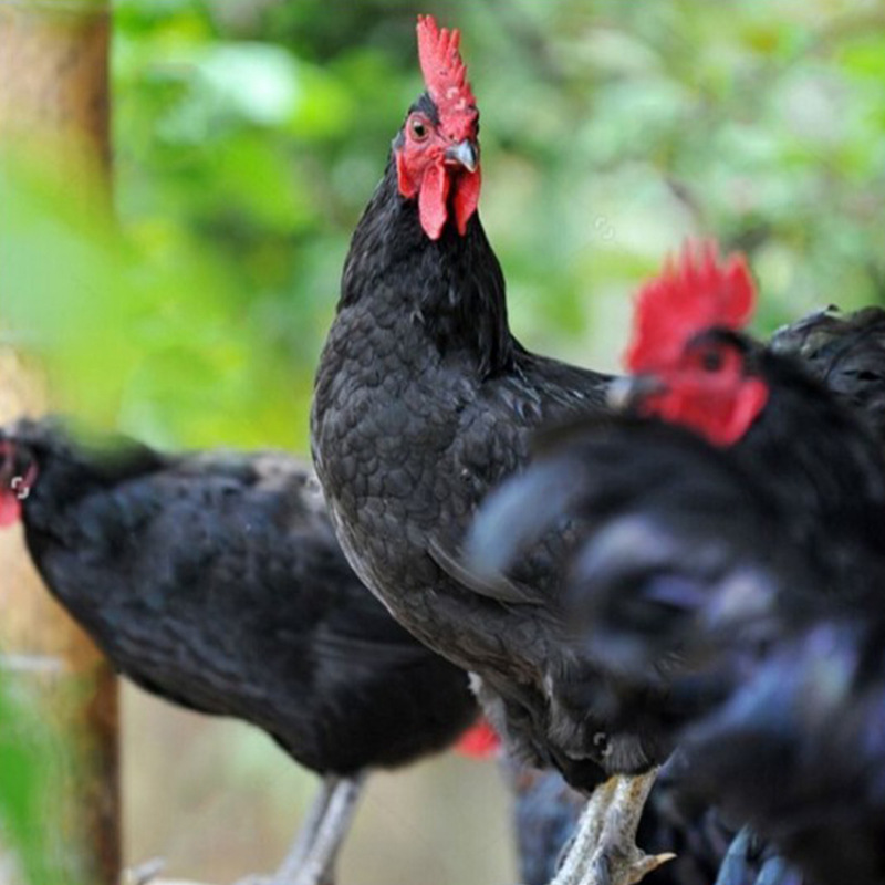 0成交0只成年五黑鸡下蛋种鸡价格五黑鸡受精蛋出售