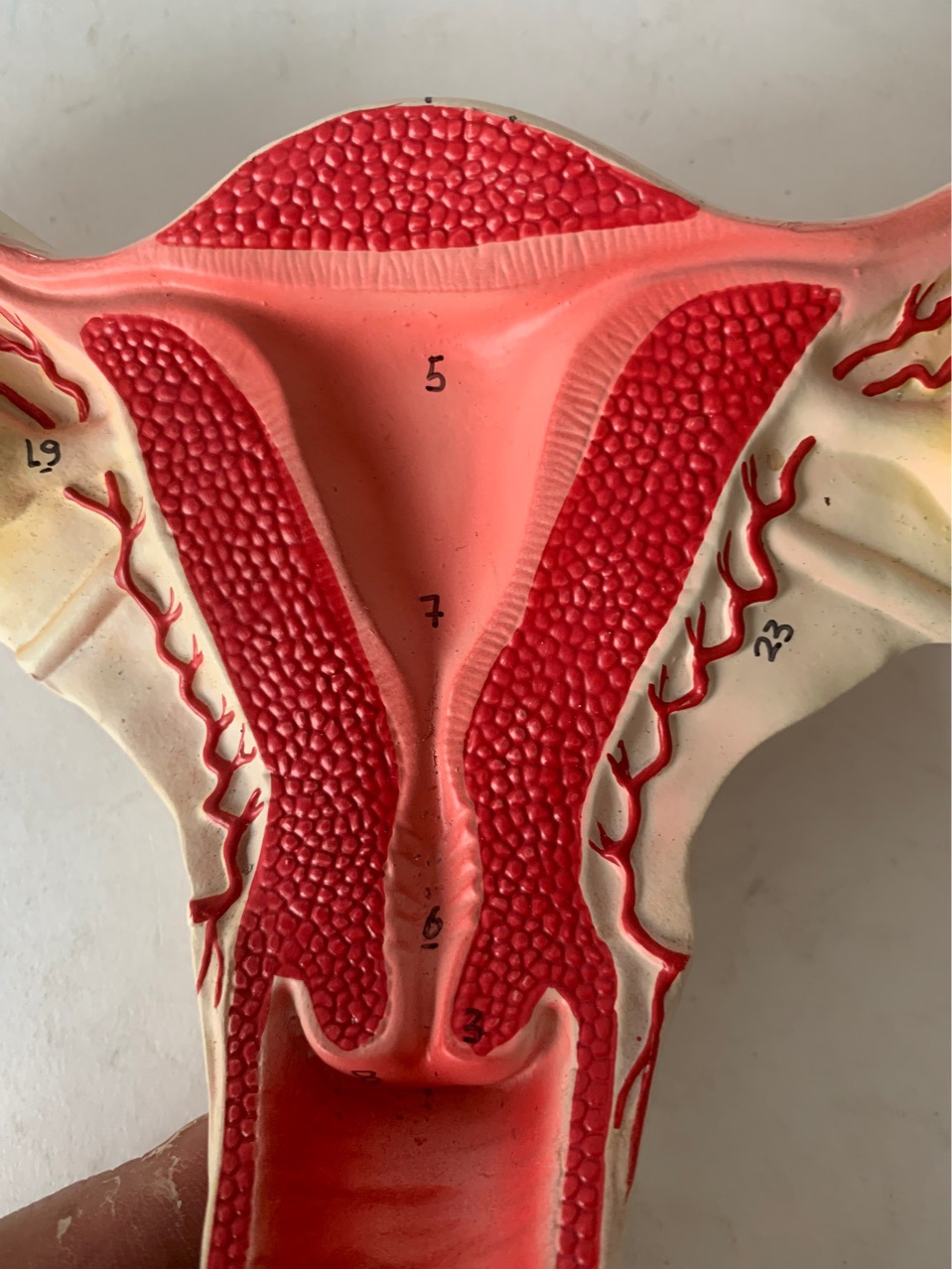 人体健康子宫解剖模型子宫教具演示宫颈阴道会阴子宫血管卵巢卵泡
