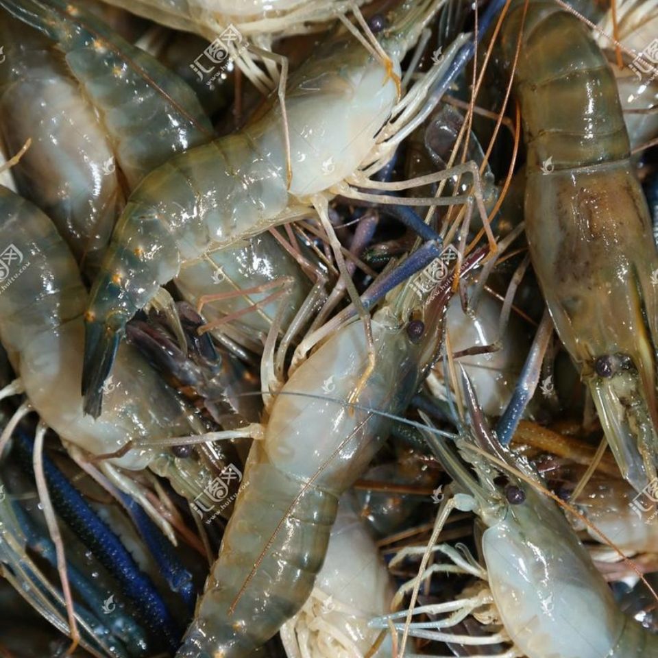 大河虾罗氏虾大头虾10头1斤鲜虾活虾速冻罗氏虾火锅海鲜批发