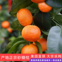 广西桂林荔浦柑桔产区砂糖桔大量供应批发零售果中介代收整车发货