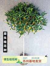 桂花树苗四季桂大型花卉八月庭院原生高杆金丹天香台阁沉香地盆栽