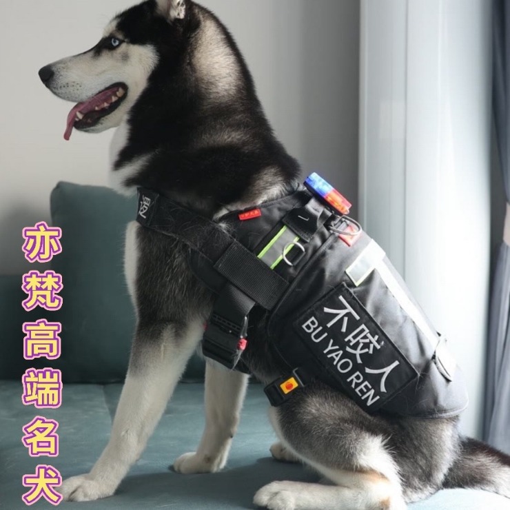 纯种哈士奇幼犬哈士奇活体雪橇犬赛级哈士奇二哈幼犬-阿里巴巴
