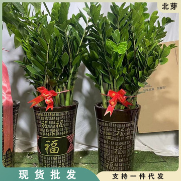 金钱树大盆栽室内绿植乔迁开业送礼办公室植物吸甲醛好养活北欧风