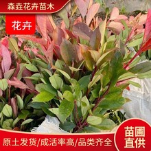 红叶石楠树苗 四季常青庭院绿化篱笆苗 毛杜鹃红花继木红叶石楠