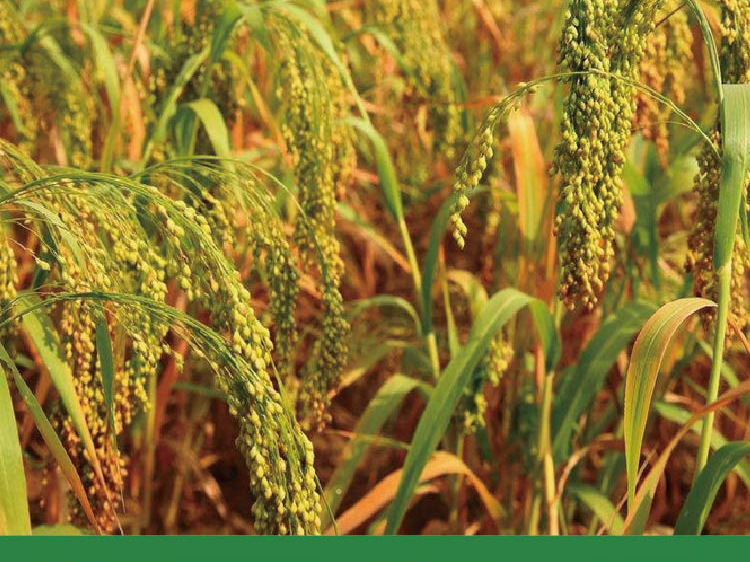 绿宝糯黍子高粱种子厂家批发五谷杂粮粘豆包粽子米细杆盖帘高粱籽