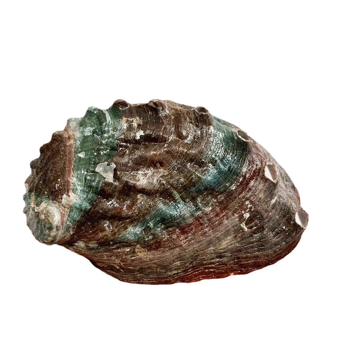 爱贝来自然贝壳批发 国产鲍鱼壳驴儿贝通货 拍摄贝壳道具工艺品