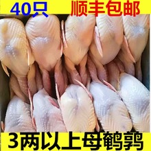 鹌鹑现杀大放血40只母去内脏新鲜白条肉乳鸽烧烤工厂批发跨境