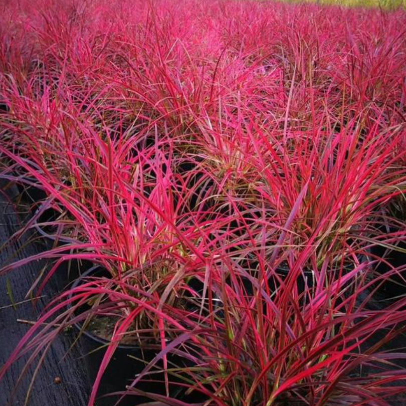 水生植物火焰狼尾草紫叶狼尾草小兔子狼尾草草羽绒狼尾草