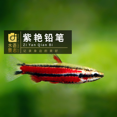 红背紫焰火焰胭脂火山铅笔鱼活体热带观赏淡水草缸群游除藻灯科鱼
