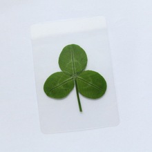 树叶书签套装10张一套带植物教学认知塑封干叶子卡片