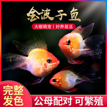 长尾桃心波子,五个月种鱼,喜欢的,滴滴!_阿里巴巴找货神器