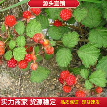 茅莓苗/覆盆子苗/树莓树苗种子野果树苗新鲜复盆子野草莓盆栽易活