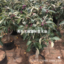 苹果树果苗地栽南方北方种植盆栽嫁接红富士冰糖心矮化小苹果树苗