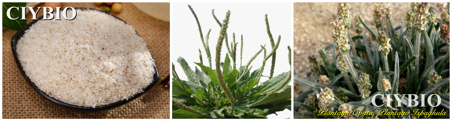 洋车前子壳粉 洋车前子纤维 洋车前子提取物 现货供应