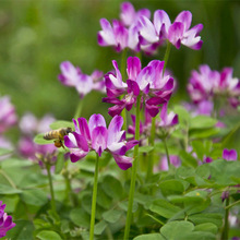 秋播耐寒牧草种子紫云英种子农田绿肥红花养蜂蜜源植物高产