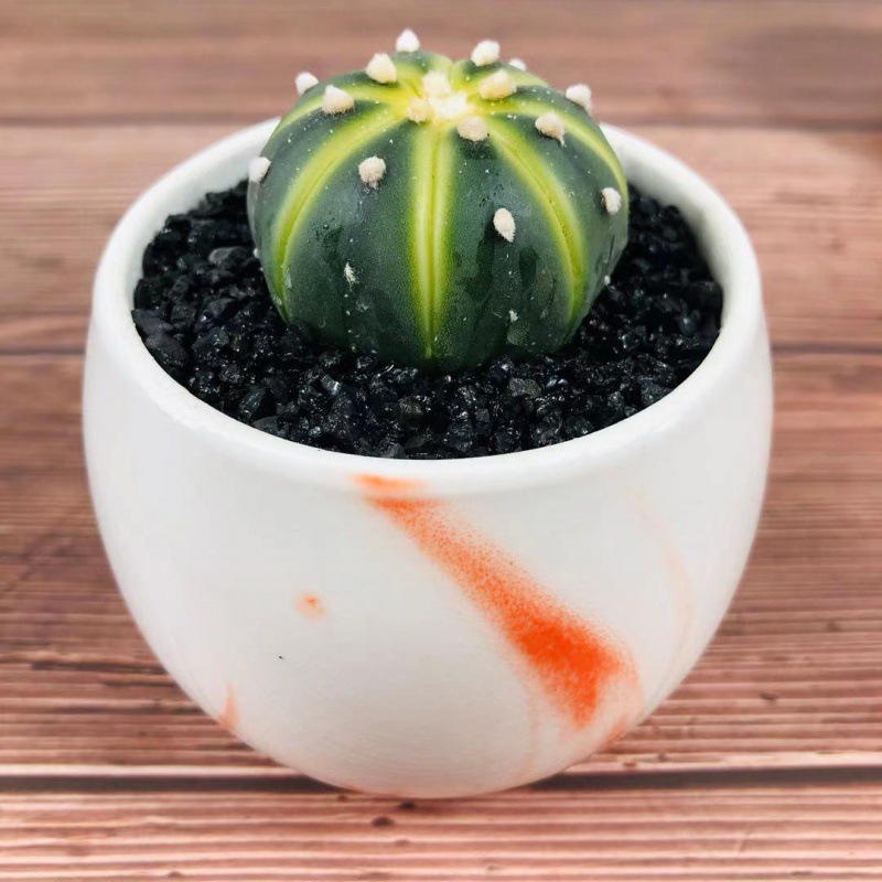 发泄球批发仙人球单头布纹西瓜兜自根室内绿植盆栽防辐射多肉植物