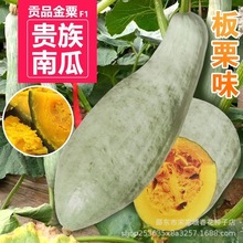 新疆丑瓜种子新疆金丝栗瓜板栗贝贝南瓜种籽丑瓜春季四季粉糯特