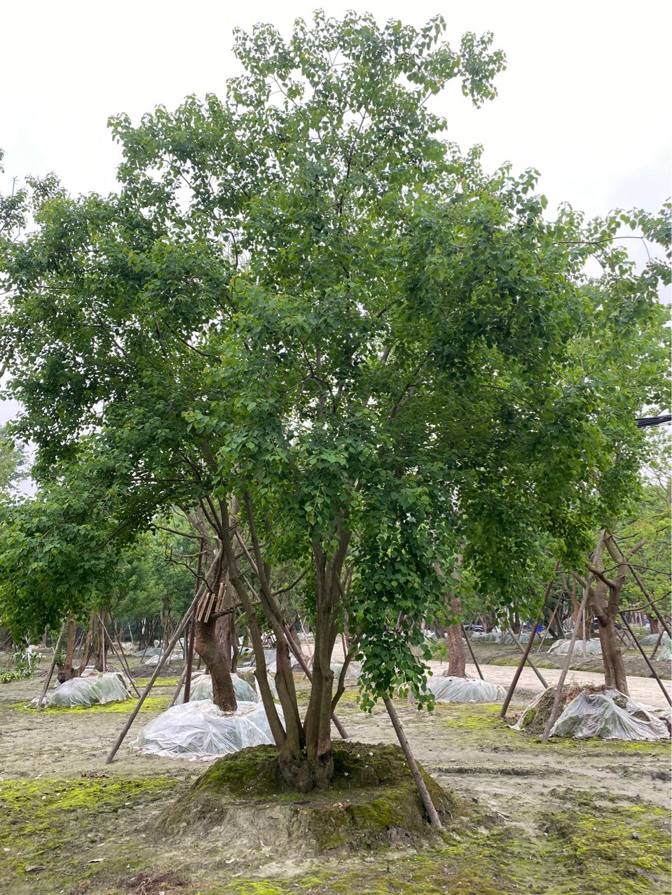 成都丛生乌桕基地 异形乌桕批发-阿里巴巴