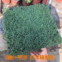 一件代发花镜植物 中华景天黄金佛甲草薄雪草金叶佛甲草托盘地被