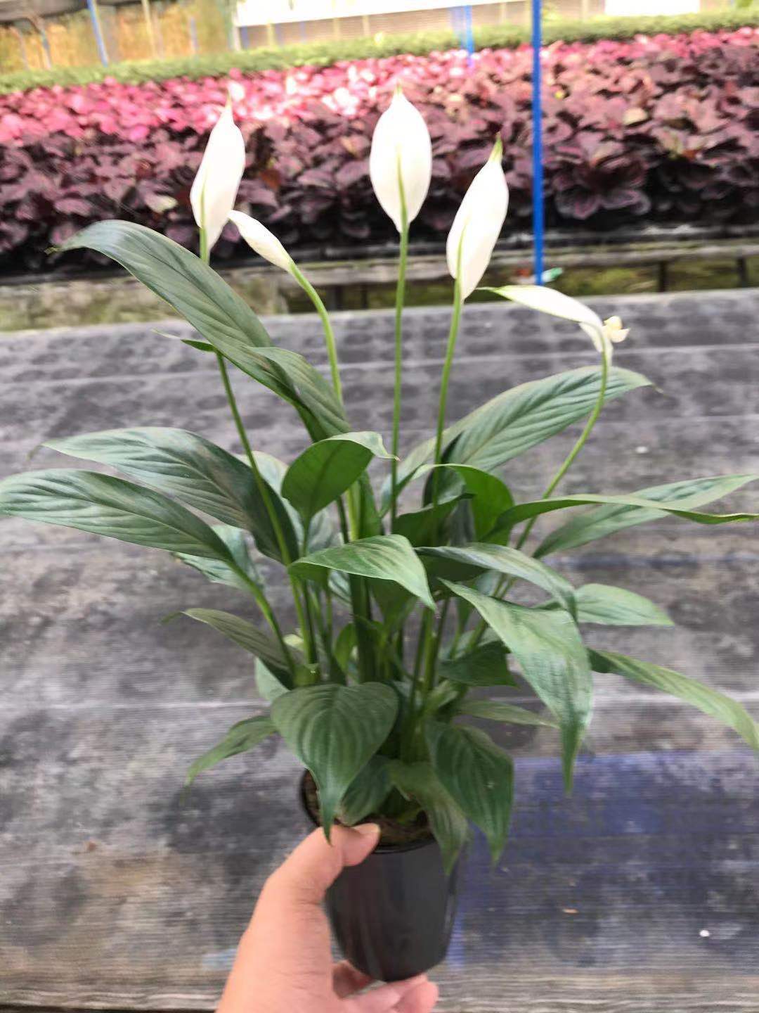 基地直供批发 土培白掌/美酒一帆风顺 多花 室内绿植花卉盆栽