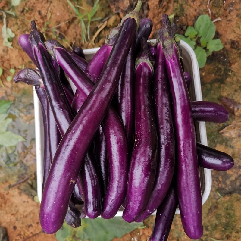 广西农家自种茄子当天采摘新鲜露天种植长紫茄子大茄子非线茄瓜果