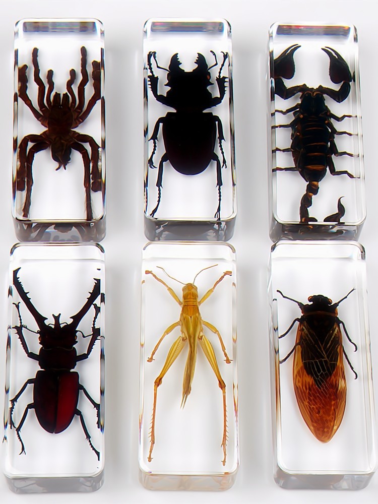 昆虫动物树脂琥珀