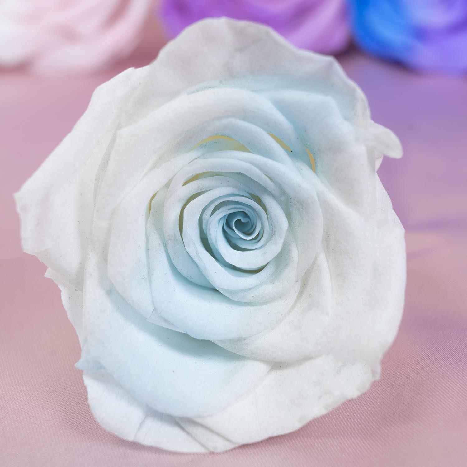 云南永生花厂家批发 蓝白渐变色保鲜花 diy花材 永生玫瑰花头a级