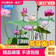 碗莲种藕水培绿植物室内花卉睡莲花种籽子荷花根苗盆栽重瓣基地