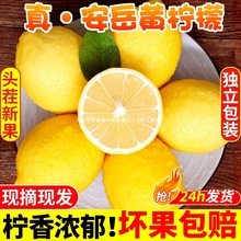 小金桔精选香水青柠檬黄整箱特产柠檬新鲜四川水果皮安岳甜薄当季