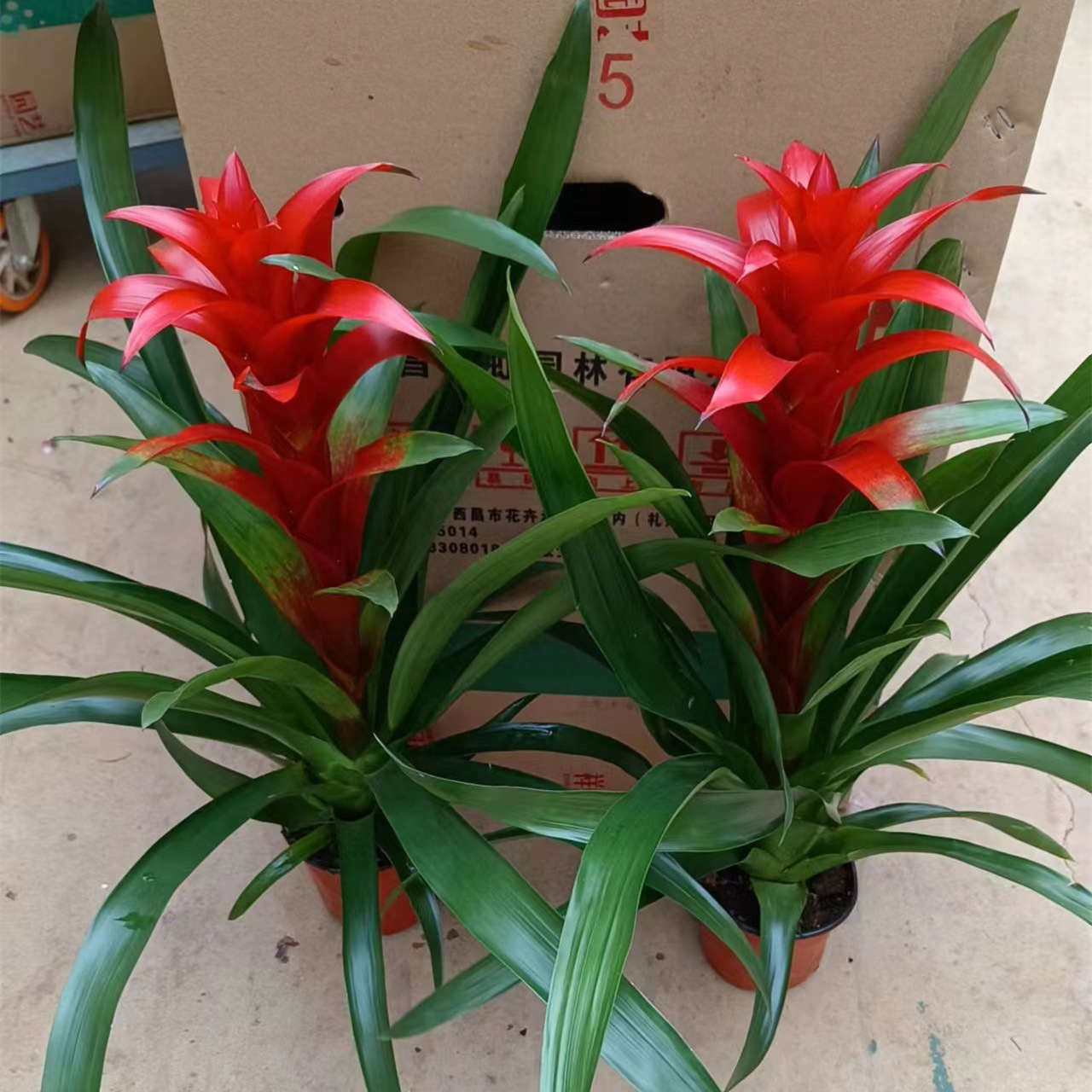 130#祥虹新红星鸿运当头凤梨花吉利红星室内绿植盆栽花卉盆景植物