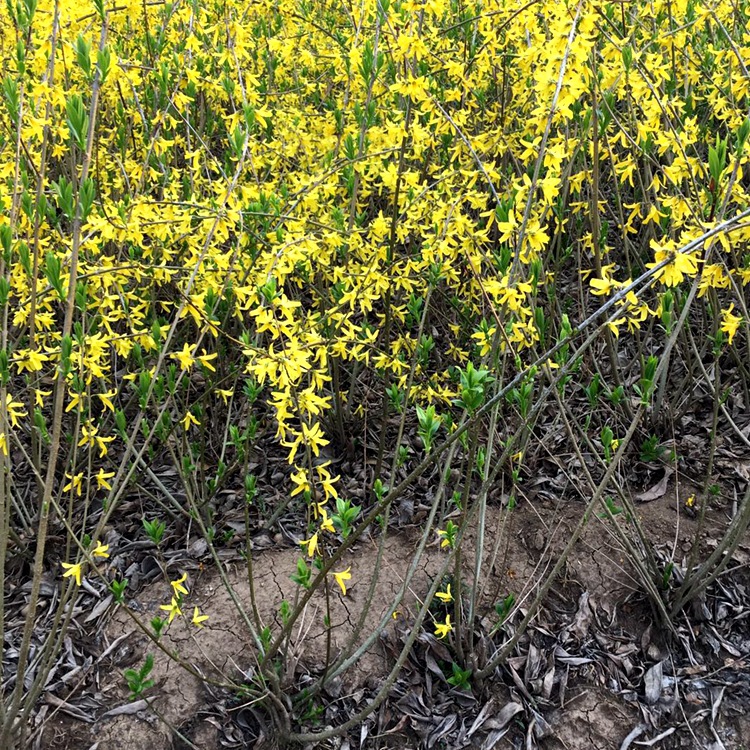 基地批发绿化 连翘 丛生连翘球 规格齐全 园林绿化开花植物