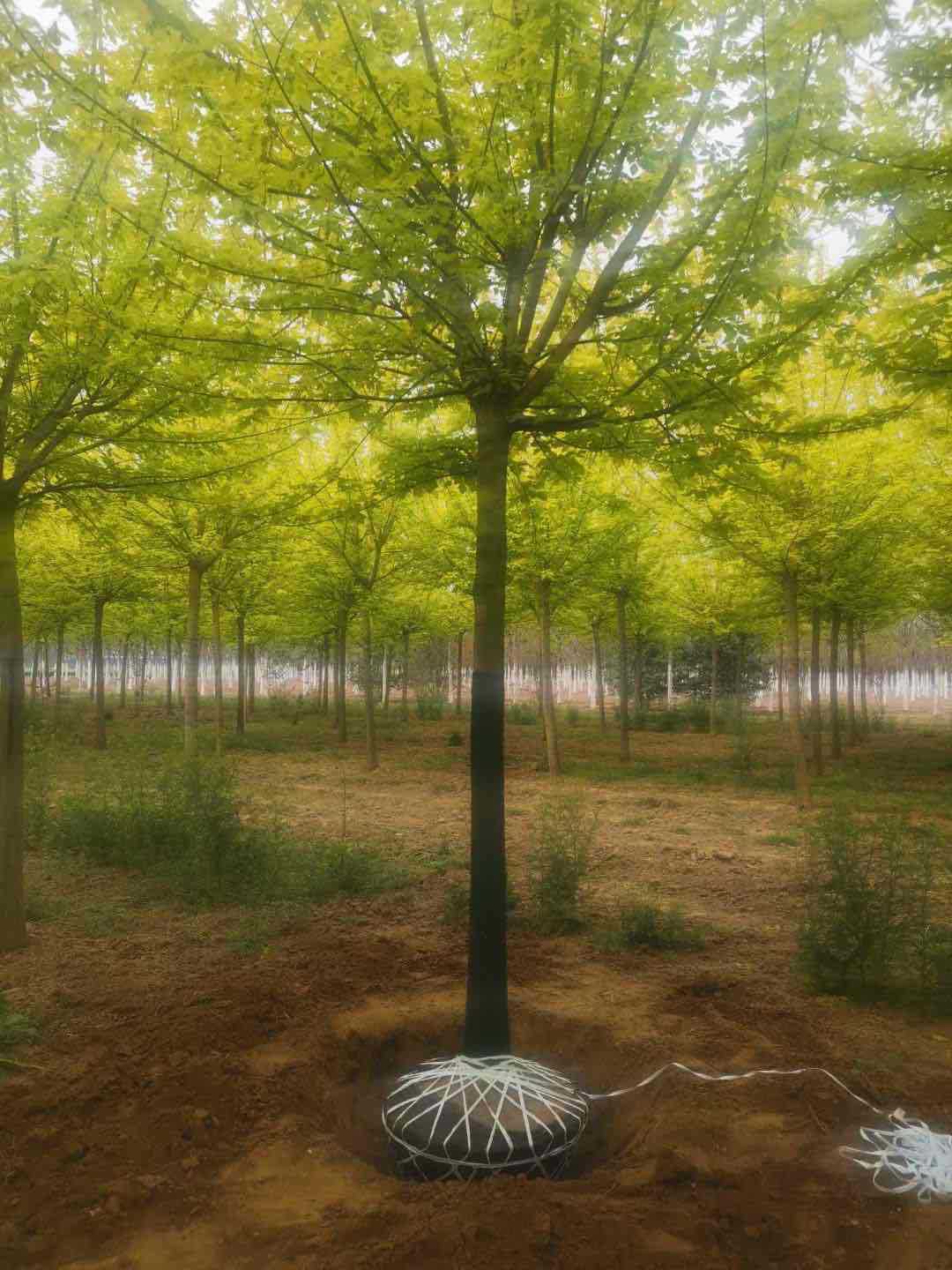 金叶复叶槭价格金叶复叶槭批发金叶复叶槭基地