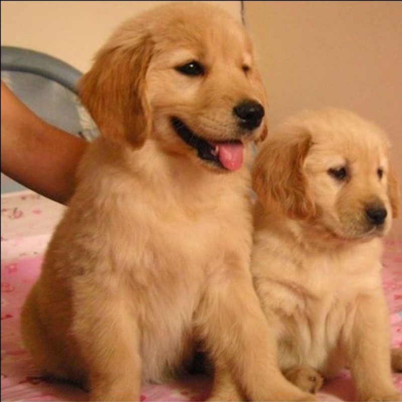 纯种金毛幼犬活体双血统金毛寻回犬赛级金毛犬犬舍中大型犬宠物狗