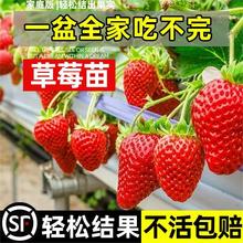 四季草莓苗奶油盆栽可食用带土带盆牛奶果树草莓阳台带花带果秧苗