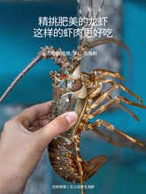 小青龙龙虾 1只 东山岛野生海鲜 海捕鲜活大龙虾冻新鲜小青龙虾