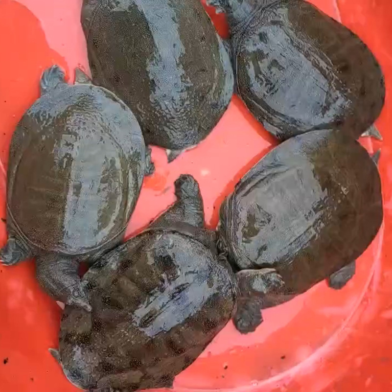 甲鱼活体 鲜活食用外塘大甲鱼生态王八中华老鳖团鱼水鱼批发-阿里巴巴