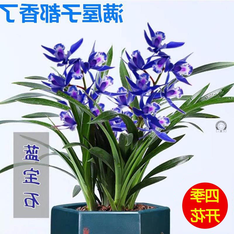 蓝宝石建兰十大名贵兰花四季开花花卉好养盆栽带花苞绿植耐寒浓香