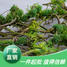 花艺藤植物造型苔藓青弯曲枯树遮挡绿造景装饰管道树枝背景墙
