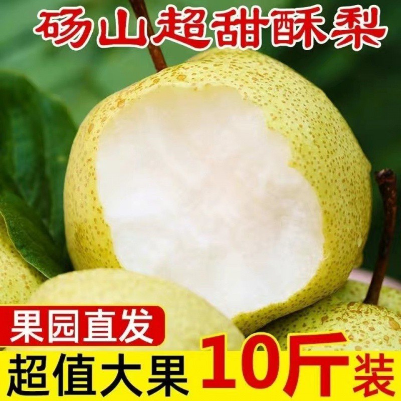 正宗砀山酥梨青皮梨皇冠梨5/10斤包邮薄皮超甜新鲜梨子水果批发