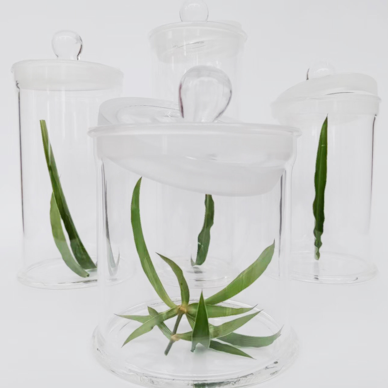 植物中药材标本玻璃瓶种子透明圆形展示瓶泡酒天然干花加厚茶叶罐