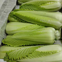 新鲜蔬菜龙牙白菜日本绍菜小白菜软糯甜3斤包邮