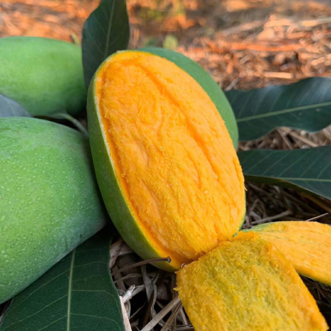 攀枝花 椰香芒 绿皮鸡蛋芒 家庭装花皮芒果 9斤家庭装 西六可发