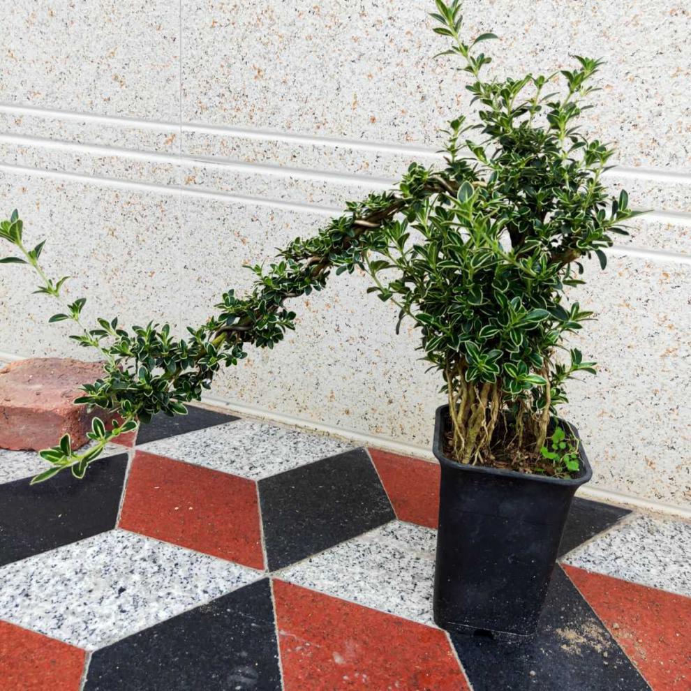 小叶福建茶开花结果小盆景附石盆景好养易活阳台小绿植