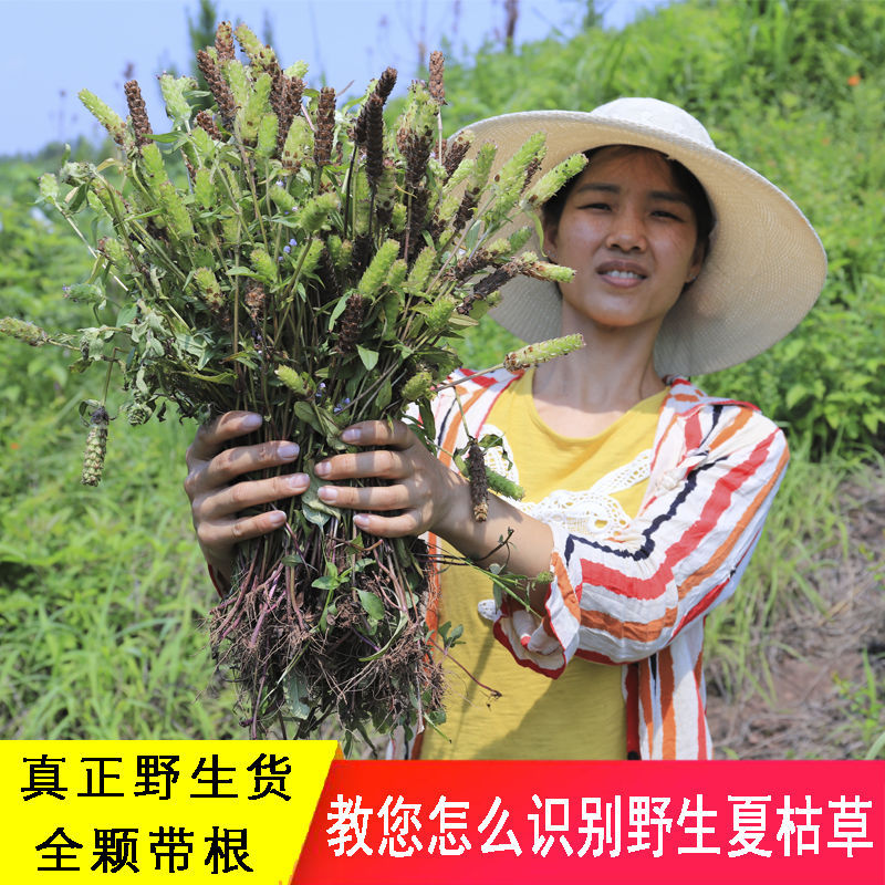 夏枯草野生无硫干药材麦穗花草茶猫爪草夏桑菊茶广东凉茶草药正品