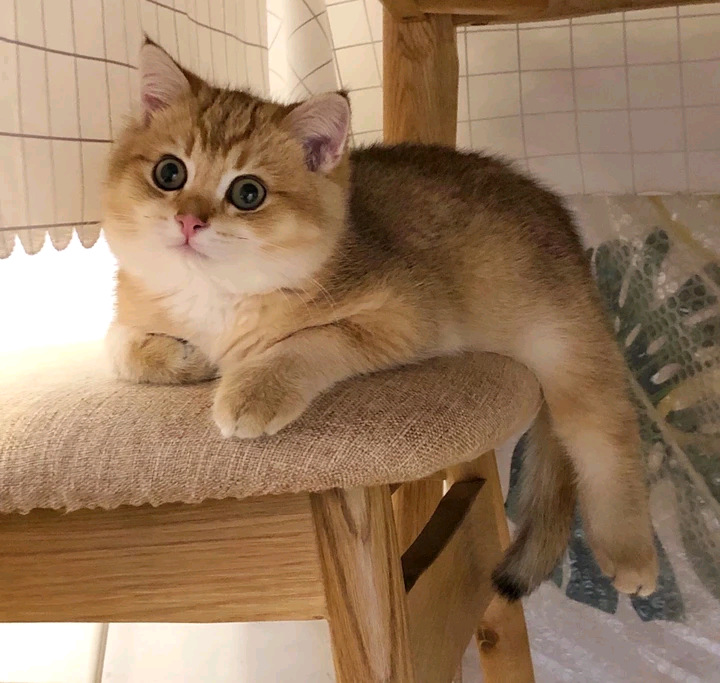 纯种金渐层长毛金渐层猫11色渐层猫12色渐层猫金渐层幼猫活物