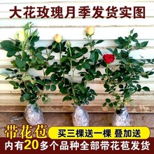 玫瑰花苗花卉大花月季盆栽带花苞室内阳台观花绿植物蔷薇四季开花