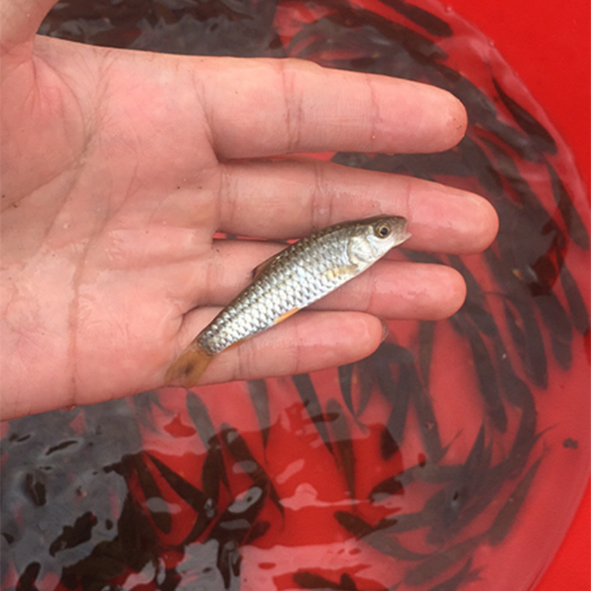 军鱼苗 光倒刺鲃鱼苗 青竹鱼苗批发 基地直供 3-10cm 全国包活发