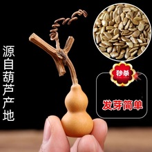 黄皮扁圆疙瘩葫芦种南瓜庭院盆栽小特文玩阳台种菜特大巨型子籽