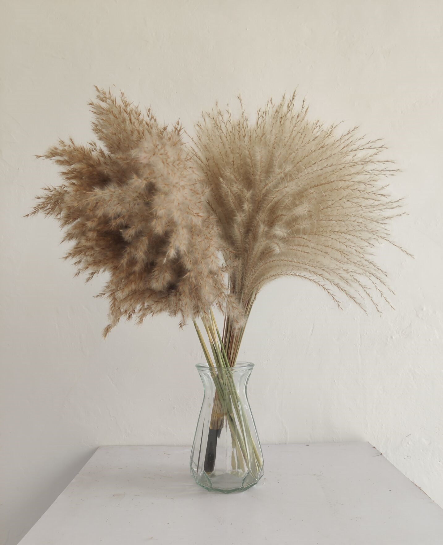 【拂尘花】乡村文艺 干花芦苇拂尘家饰唯美 家装苇子蒲苇小芦苇花