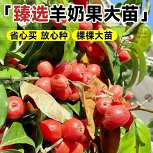 羊奶果苗嫁接盆栽特大鲜果德甜二号果树果苗南北方庭院种植好养活